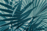 Tapet tropical personalizat cu frunze tropicale de palmier apak in tonuri de albastru cyan cyan tone palms