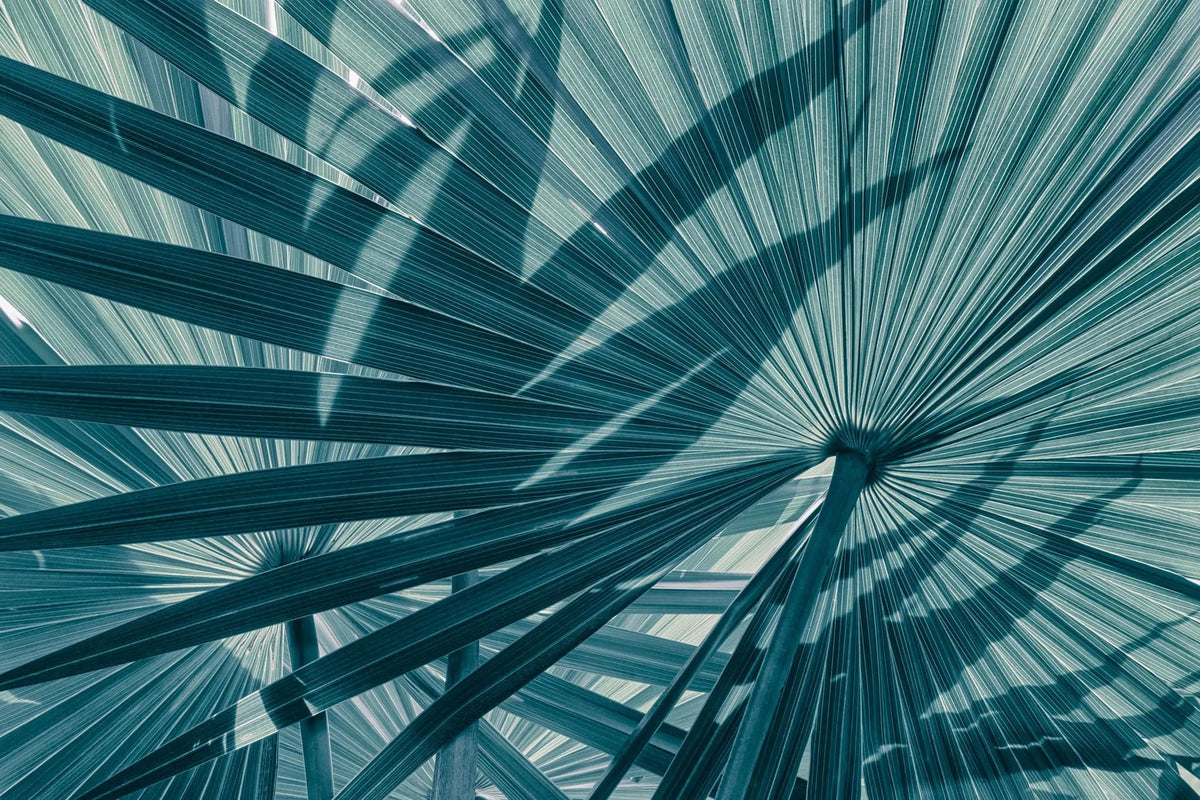 Tapet tropical personalizat cu frunze tropicale de palmier apak in tonuri de albastru cyan cyan tone palms