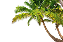 Tapet personalizat tropical cu palmier pe un fundal alb hawaii