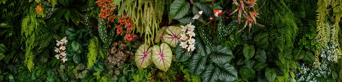 Fototapet personalizat Tropical cu plante tropicale si pasari - BOTANIC PLANT WALL