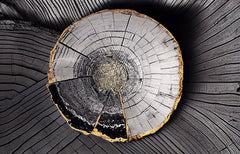 Tapet Personalizat Wood cu sectiune rotunda de lemn intr-o textura abstracta tip plaster - PLASTER WOOD