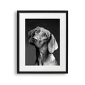 Tablou cu rama destinat copiilor care reprezinta o pictura moderna alb negru a unui caine vizsla dragalas vizsla dog